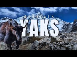 How To Understand the Vital Role of Yaks on the EBC Trail